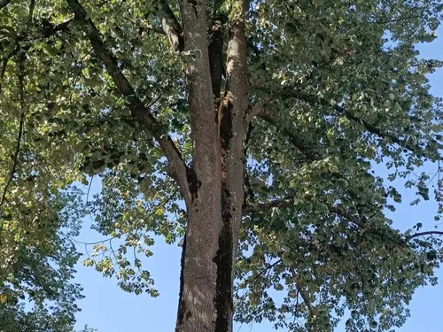 Un arbre fendu, menançant de céder, a été coupé