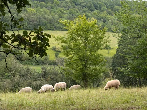  À Boncourt, les montons regagnent la Vallée des Cailles et ses...
