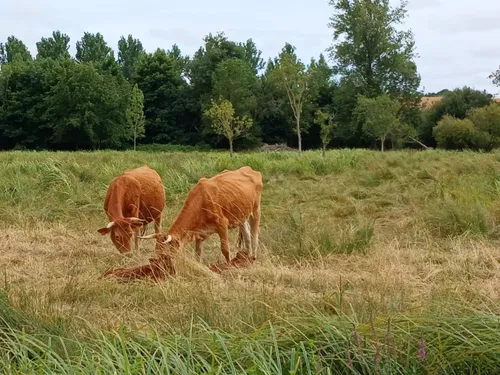 Les éleveurs invités à se renseigner sur la Dermatose Nodulaire 