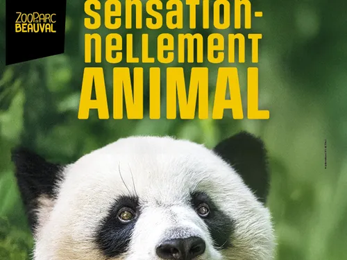 Découvrez le ZooParc de Beauval, l'un des plus beaux zoos du monde !