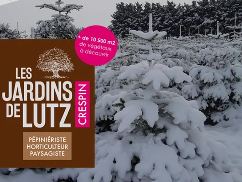 Préparez les décos, Intensité vous offre votre sapin de Noël