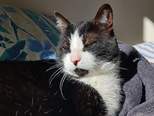 🔊 Se séparer de son animal, un déchirement pour les seniors