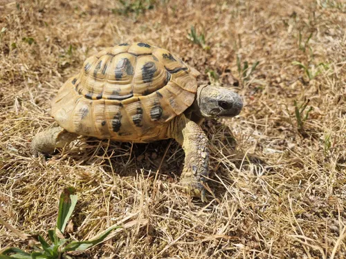 Une tortue retrouvée à Chartres