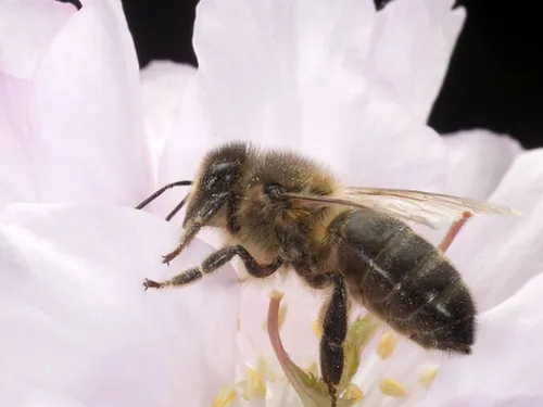 NOCÉ (61) - Découverte du conservatoire de l'abeille noire