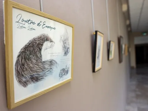BLOIS (41) - Exposition : La faune de Sologne