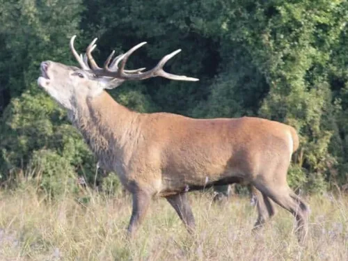 RAMBOUILLET (78) - Soirée Brame du cerf