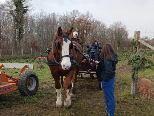 🔊 Choisir son sapin de Noël « c'est un moment magique »