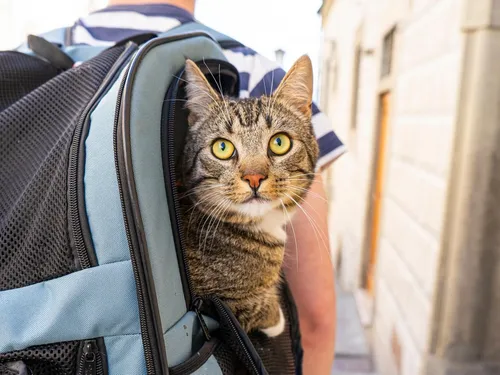 La ville de Chartres poursuit sa lutte contre l'abandon des animaux