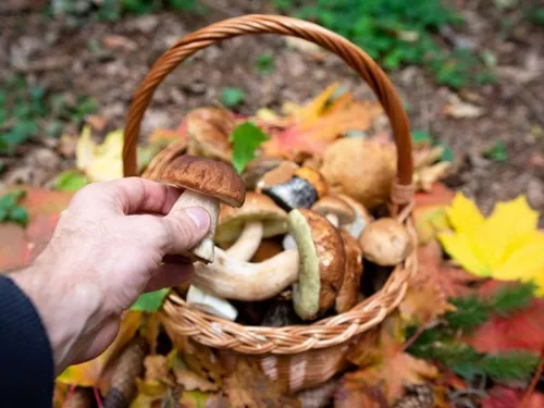 BELLÊME (61) - Mycologiades Internationales de Bellême