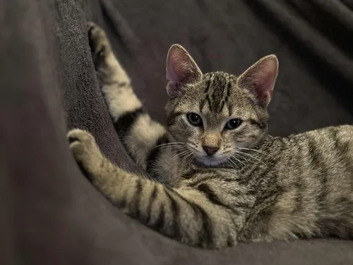 Les animaux à l’honneur le 17 mai à Chartres