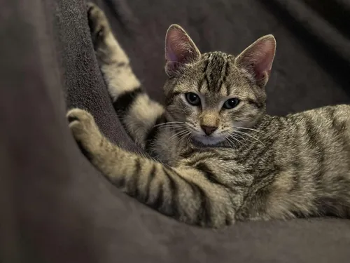 Les chats errants trappés pour leur bien à Jallans