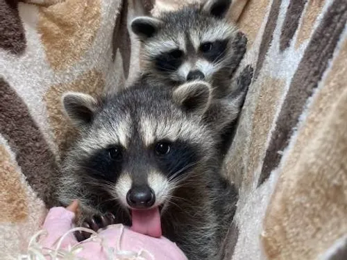 NOGENT-LE-PHAYE - De nouveaux pensionnaires ont rejoint la tanière