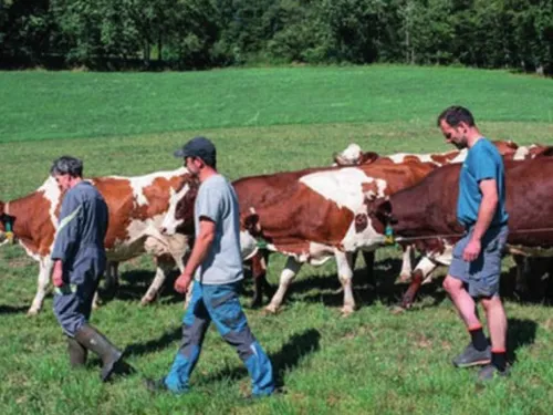 LES ÉTILLEUX - Visite de ferme : élevage bovins