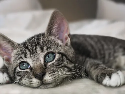 Des nouvelles familles pour 19 chats