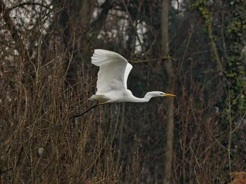 Un héron blanc piégé dans un arbre
