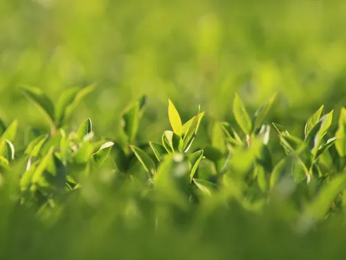 Un verger bientôt planté à Orrouer