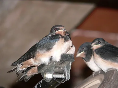 MANOU - Fabrication d’un nichoir à hirondelle