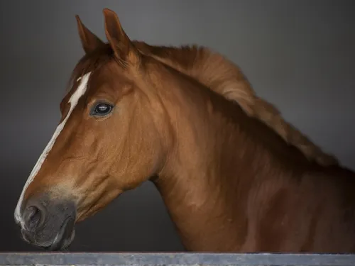 Un Cheval en liberté entre Chapelle Royale et Brou [PRUDENCE]