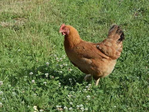 1 000 poules à adopter en Eure-et-Loir