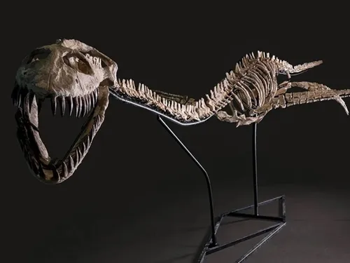 LOIR-ET-CHER - Le roi de la mer au temps des dinosaures aux enchères