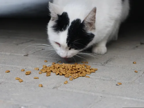 Appel aux dons pour les chats de Champhol