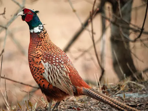 Grippe aviaire : 8 communes euréliennes concernées par des mesures...