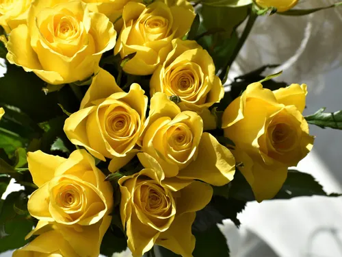 Des roses pour les patients atteints d'Alzheimer