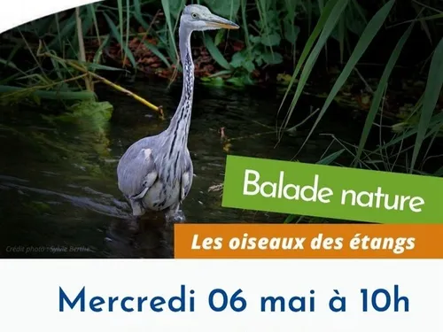 SAINT-GEORGES-SUR-EURE - Nature : Les oiseaux des étangs