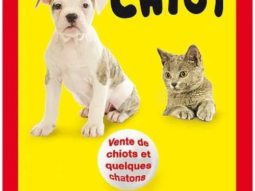 CHARTRES - Salon du chiot