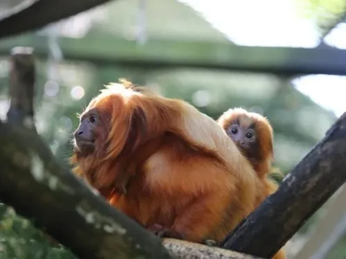 LOIR-ET-CHER – Un singe volé à Beauval en 2015 retrouvé en Slovaquie