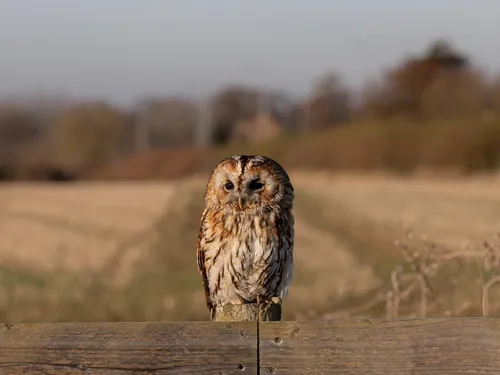 La 16ème Nuit de la chouette se célèbre à Crécy-Couvé