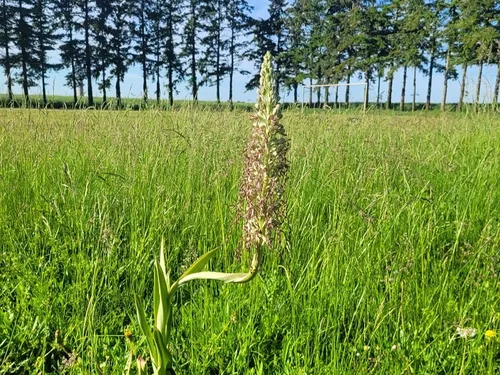 LOIRET - Quand la nature reprend ses droits : deux orchidées...