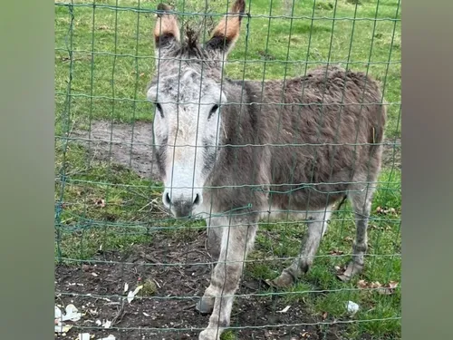 Un âne abandonné sauvé dans le Pas de Calais ! 
