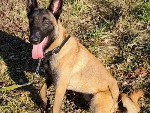 Une belle carrière s'annonce pour un chien qui vient d'être...