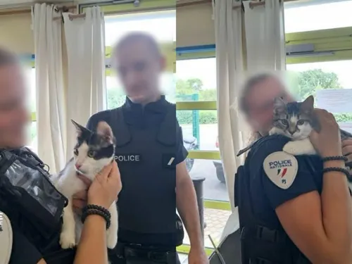 Nord : 2 chats sauvés de la violence de leur propriétaire 