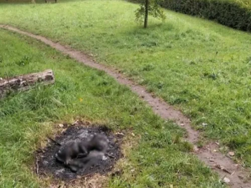 L'horreur à Lille... un chiot calciné a été découvert il y a...