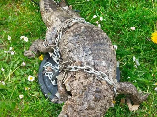 Un crocodile mort découvert à Roubaix 