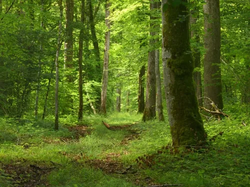 Un nourrisson découvert en lisière de forêt 