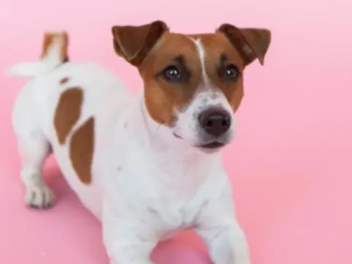 Un homme condamné dans le Nord, pour avoir violé sa chienne 