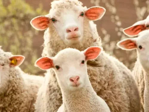 Nord : un élevage de moutons décimé par des chiens