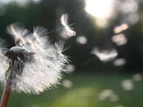 Si vous êtes allergique aux pollens, attention... 