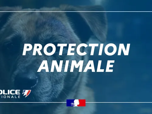 Un homme arrêté dans le Nord pour maltraitance animale 
