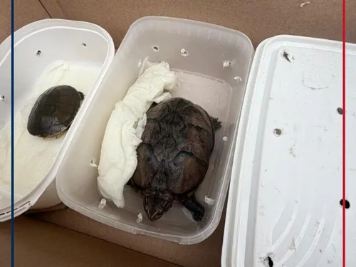 Des animaux vivants dans un colis, dans un bureau de Poste du Pas...