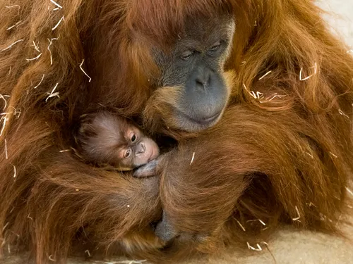 Naissance au Zoo d'Amnéville : les nouveaux pensionnaires vont vous...