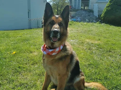 Bonne action en 2023 : aidez Rita à retrouver un foyer