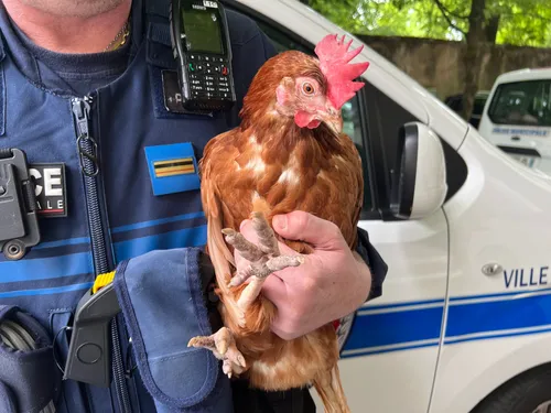 Nancy : La police municipale cherche le propriétaire d’une poule
