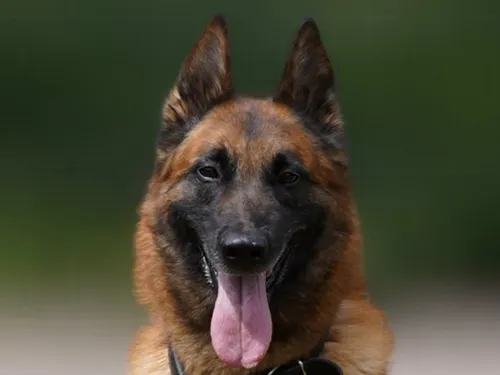 Lorraine : ce chien de la police recherche une famille pour sa...