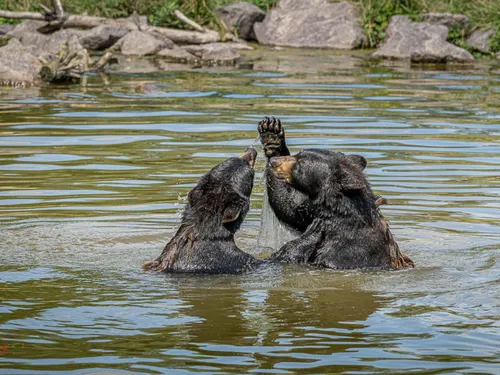 Parc Animalier de Sainte Croix : un dispositif spécial pour aider...