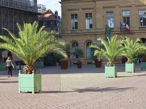 Metz. La ville installe des palmiers et des bananiers au pied de la...