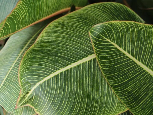 Metz : une vente de plantes à des tarifs privilégiés